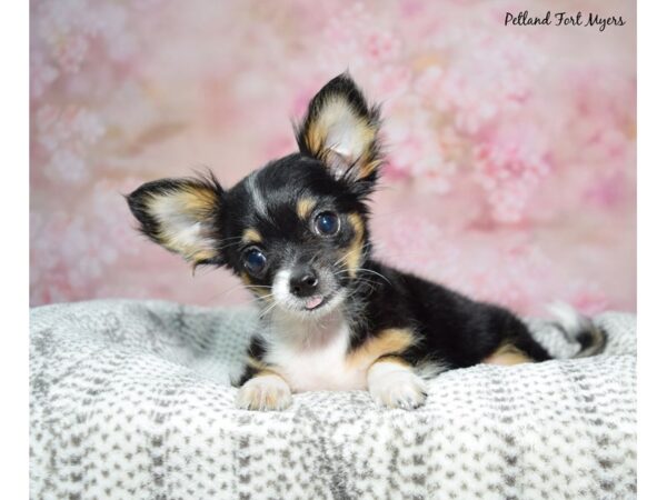 Chihuahua-Dog-Male-Black-23179-Petland Fort Myers, Florida