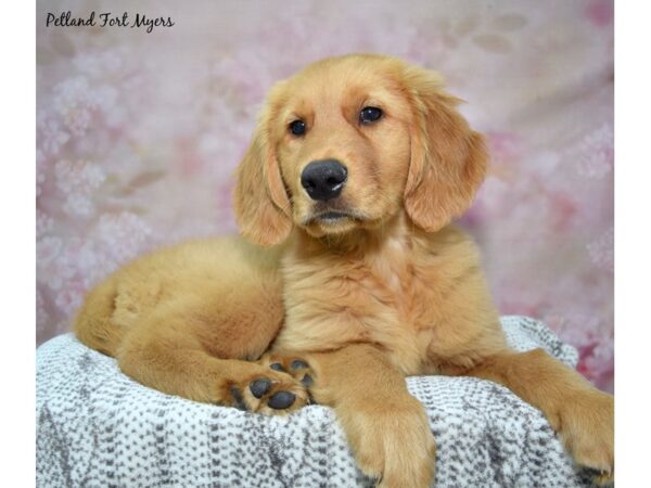 Golden Retriever--Male---Petland Fort Myers, Florida