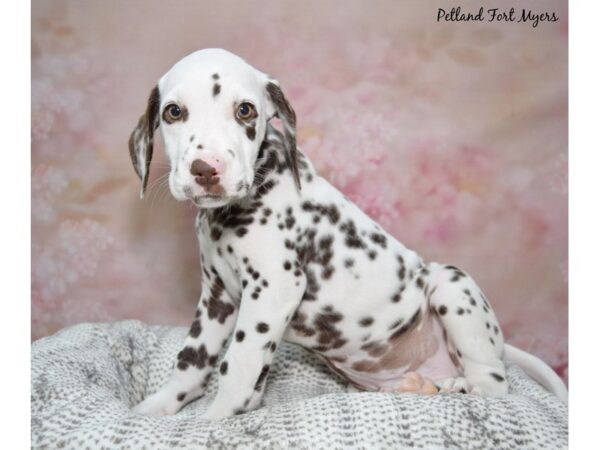 Dalmatian Dog Male Liver & White 23176 Petland Fort Myers, Florida