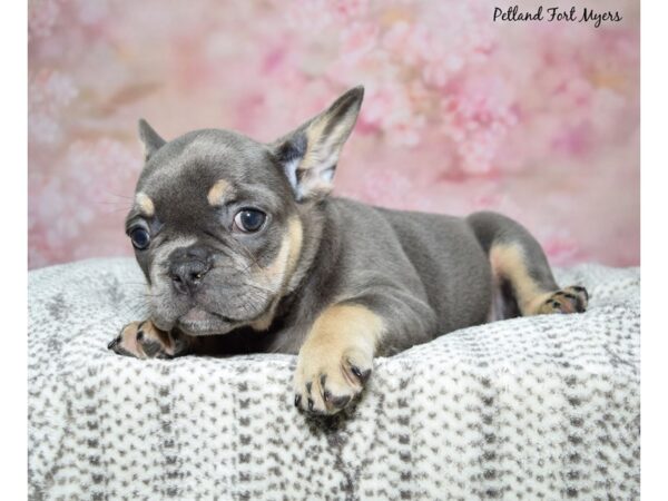 French Bulldog Dog Male Blue & Tan 23172 Petland Fort Myers, Florida