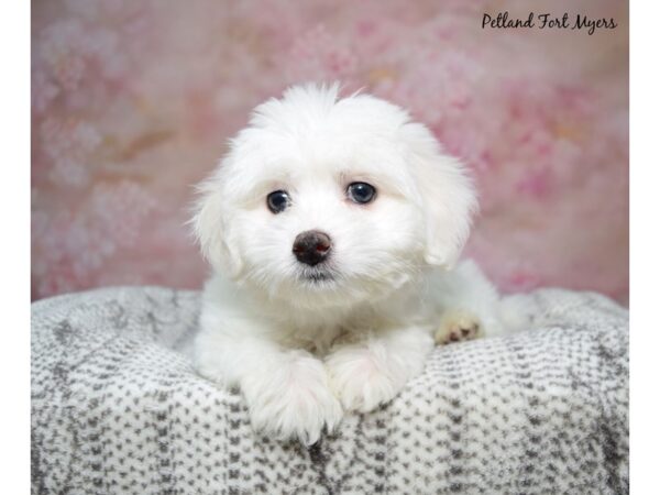 Coton De Tulear Dog Female White 23170 Petland Fort Myers, Florida