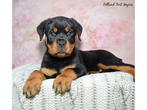 Rottweiler Dog Male Black & Tan 23168 Petland Fort Myers, Florida