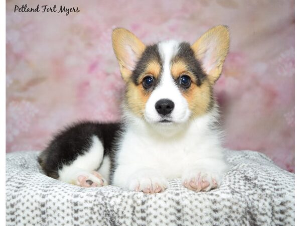 Pembroke Welsh Corgi Dog Female Black & White 23167 Petland Fort Myers, Florida