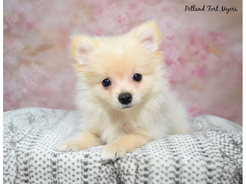 Pomeranian-Female-Cream-4148613-Petland Fort Myers Florida