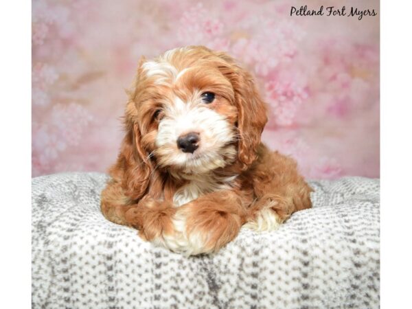 Cockapoo-Dog-Female-Red-23162-Petland Fort Myers, Florida