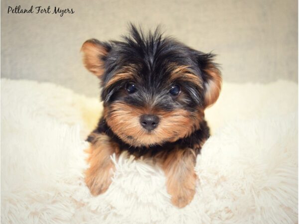 Yorkshire Terrier DOG Male Black & Tan 17537 Petland Fort Myers, Florida