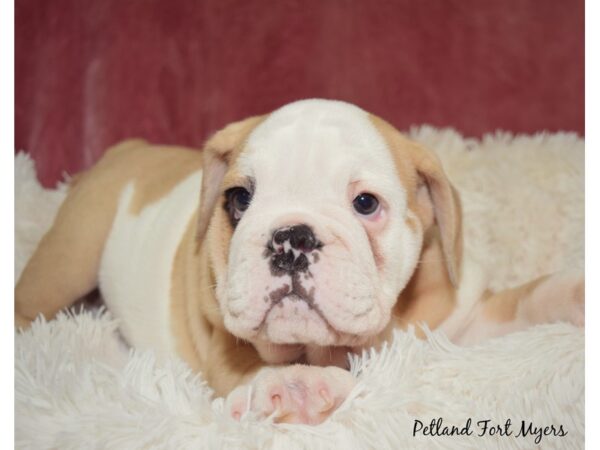 English Bulldog DOG Male Fawn & White 17577 Petland Fort Myers, Florida