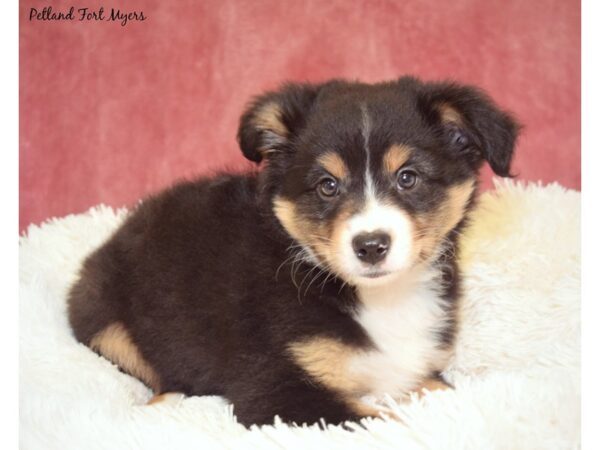 Miniature American Shepherd DOG Male Tri Color 17587 Petland Fort Myers, Florida