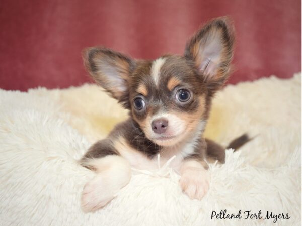 Chihuahua DOG Male Blue & Tan LC 17604 Petland Fort Myers, Florida