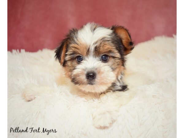 Yorkshire Terrier DOG Male Black/White/Tan Parti 17601 Petland Fort Myers, Florida