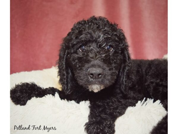 Goldendoodle (Golden Retriever/Poodle DOG Female Black 17596 Petland Fort Myers, Florida