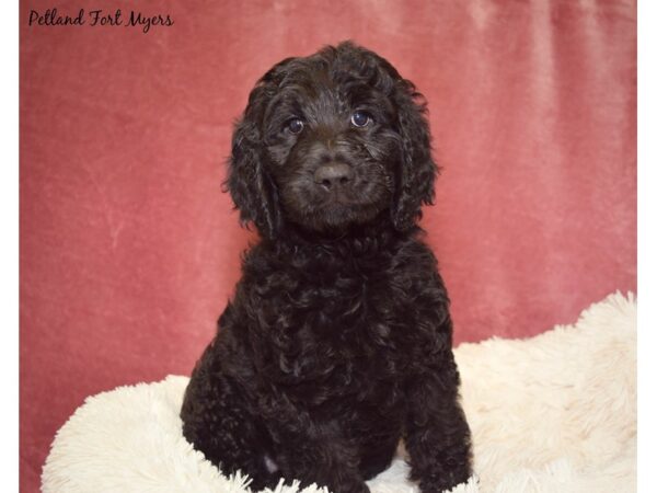 Goldendoodle (Golden Retriever/Poodle DOG Female Black 17595 Petland Fort Myers, Florida