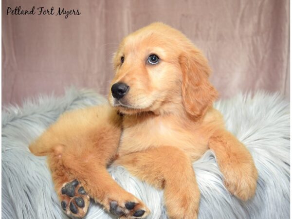 Golden Retriever DOG Female Golden 17617 Petland Fort Myers, Florida