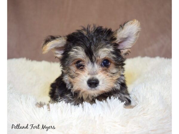 Morkie (Maltese/Yorkshire Terrier)-DOG-Male-Black & Tan-17645-Petland Fort Myers, Florida