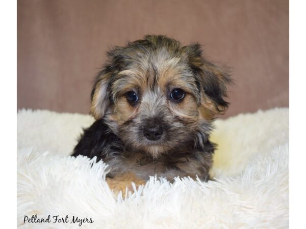 Morkie (Maltese/Yorkshire Terrier) DOG Female Black & Tan 17646 Petland Fort Myers, Florida