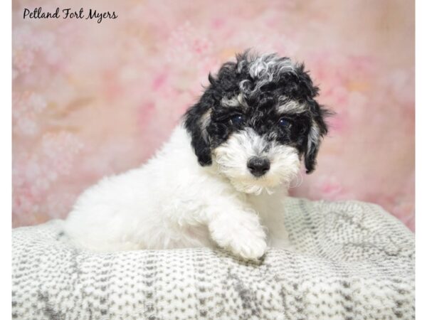 Poodle--Male---Petland Fort Myers, Florida