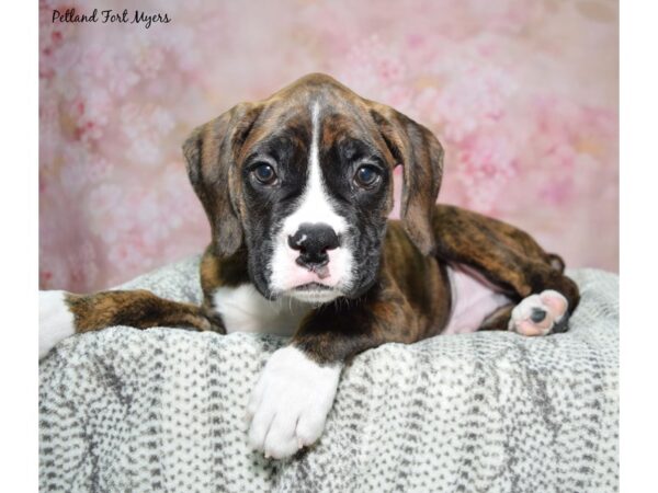 Boxer--Male---Petland Fort Myers, Florida