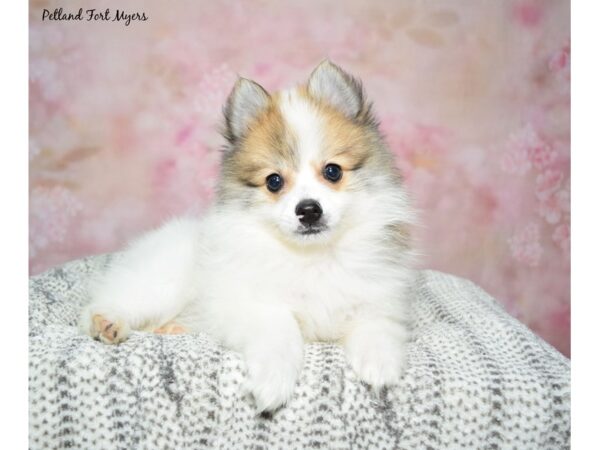 Pomeranian--Male---Petland Fort Myers, Florida