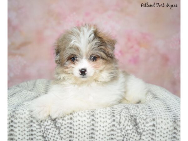 Pomapoo--Female---Petland Fort Myers, Florida
