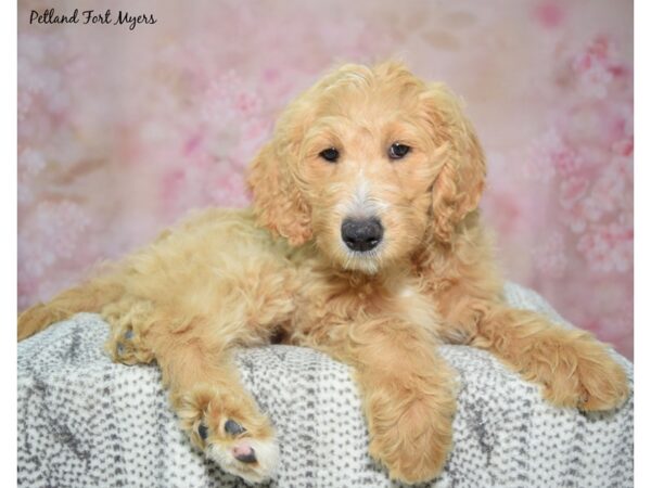 Golden Doodle--Female---Petland Fort Myers, Florida