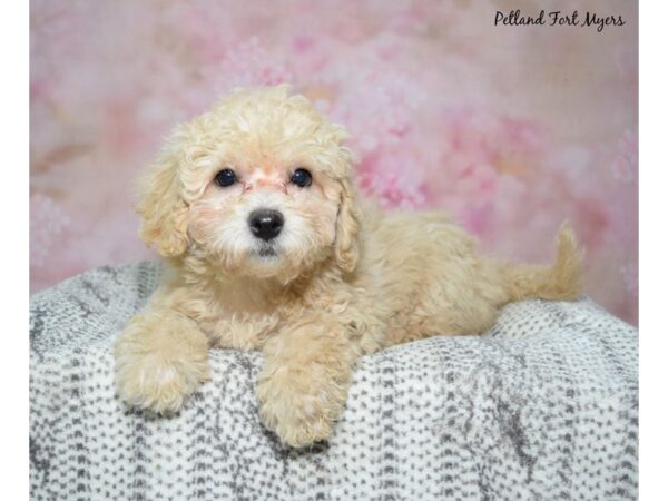 Bichapoo--Female---Petland Fort Myers, Florida