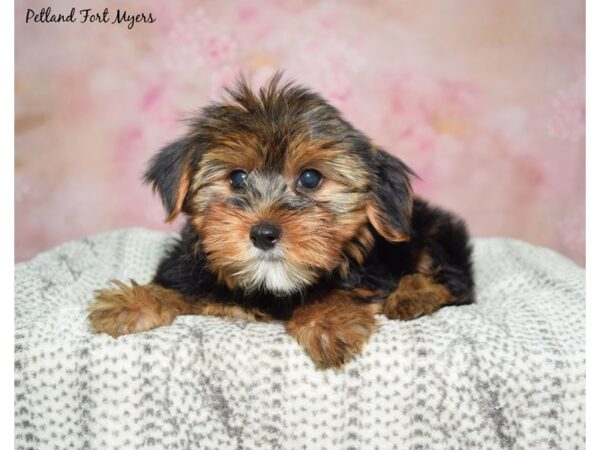 Yorkshire Terrier--Male---Petland Fort Myers, Florida