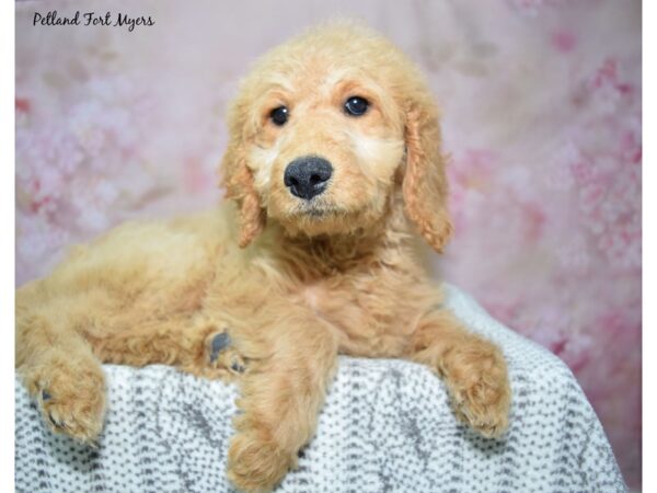 Golden Doodle--Female---Petland Fort Myers, Florida