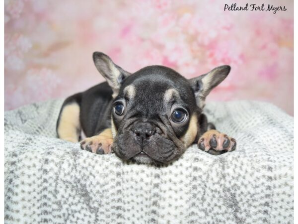 French Bulldog--Female---Petland Fort Myers, Florida