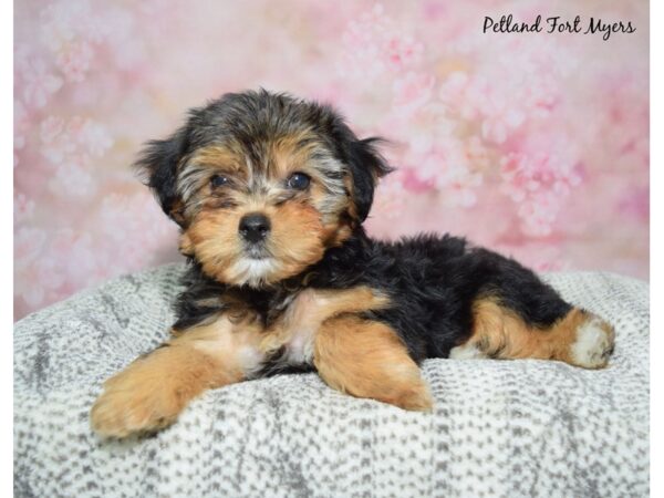Yorkiepoo--Male---Petland Fort Myers, Florida