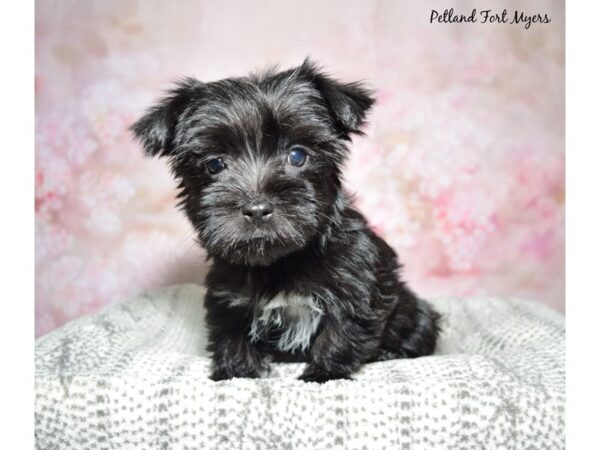 Morkie--Female---Petland Fort Myers, Florida