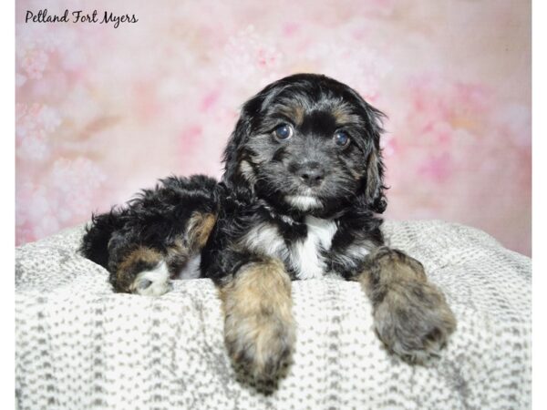 Cavapoo--Female---Petland Fort Myers, Florida