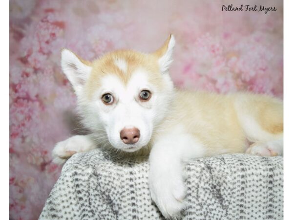 Siberian Husky--Female---Petland Fort Myers, Florida