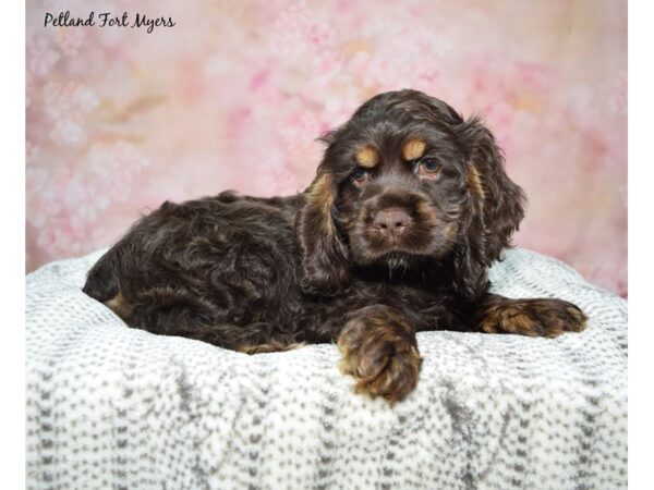 Cocker Spaniel--Female---Petland Fort Myers, Florida