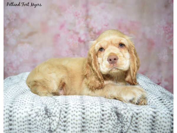Cocker Spaniel--Male---Petland Fort Myers, Florida