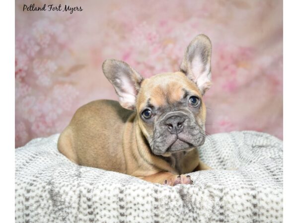 French Bulldog--Female---Petland Fort Myers, Florida
