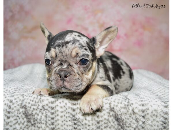 French Bulldog--Female---Petland Fort Myers, Florida