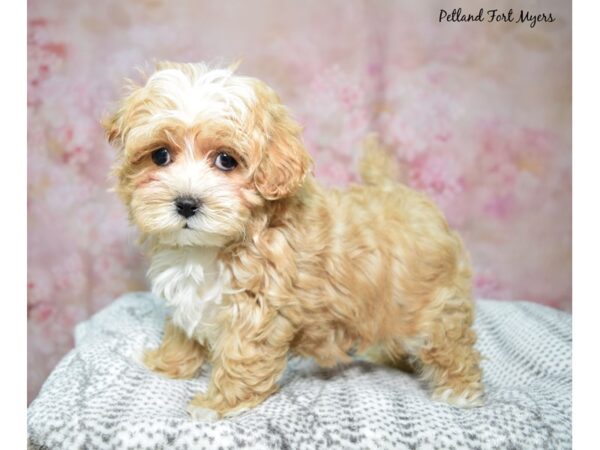 Maltipoo--Male---Petland Fort Myers, Florida