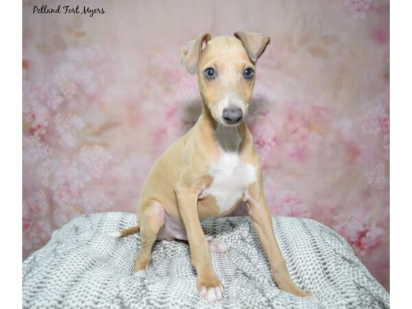 Italian Greyhound--Male---Petland Fort Myers, Florida