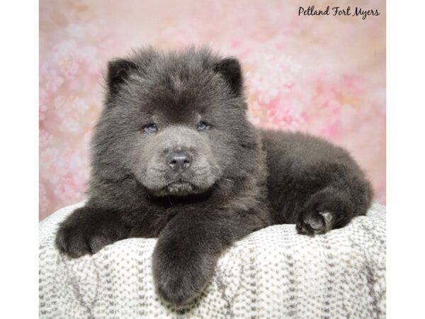 Chow Chow--Male---Petland Fort Myers, Florida