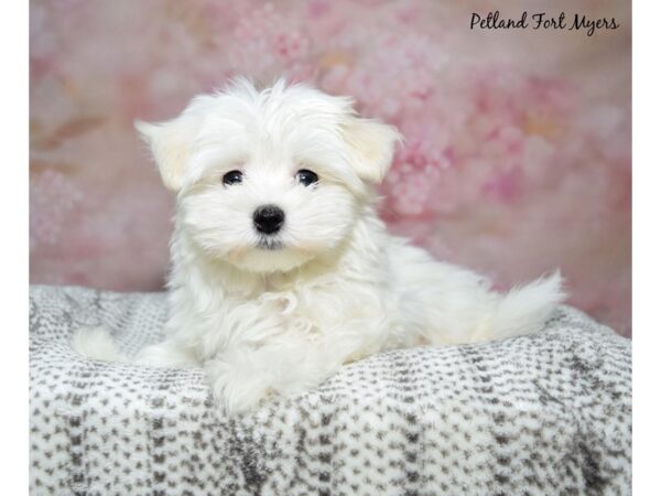 Maltese--Female---Petland Fort Myers, Florida