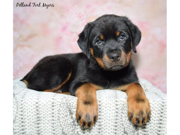 Rottweiler--Female---Petland Fort Myers, Florida