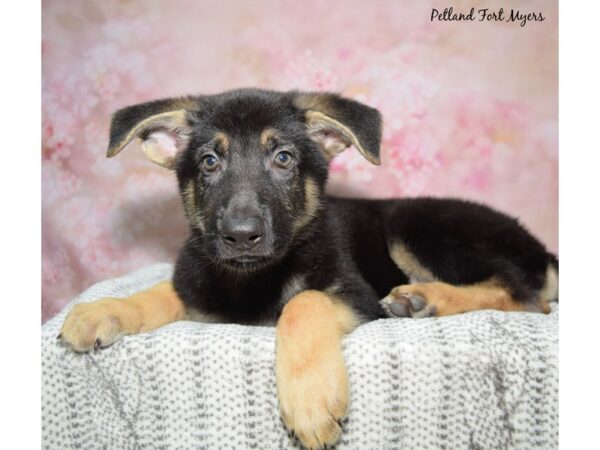 German Shepherd--Male---Petland Fort Myers, Florida