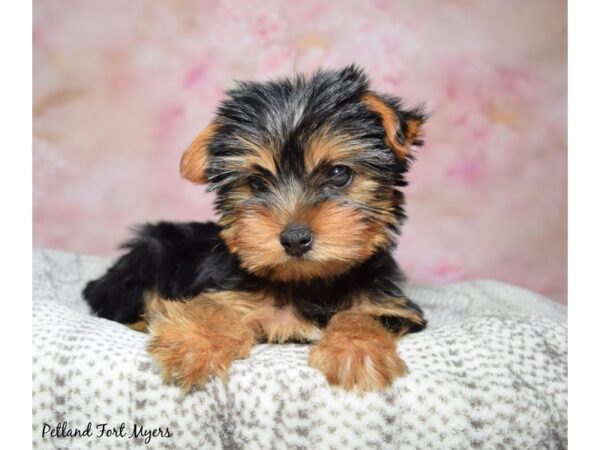 Yorkshire Terrier--Female---Petland Fort Myers, Florida