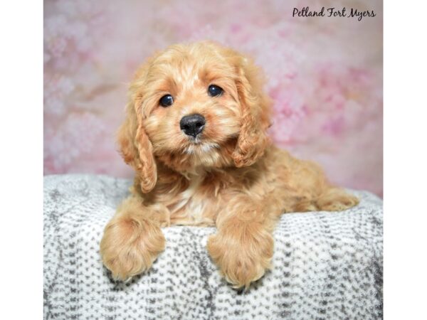 Cockapoo--Female---Petland Fort Myers, Florida