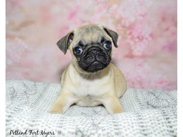 Pug-Dog-Male-Fawn-23180-Petland Fort Myers, Florida