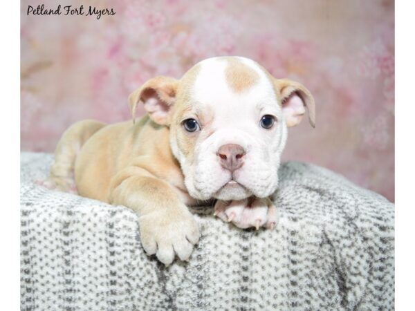 English Bulldog Dog Female Lilac Merle 23204 Petland Fort Myers, Florida