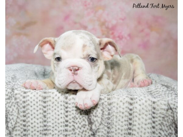 English Bulldog Dog Male Sable & White 23203 Petland Fort Myers, Florida