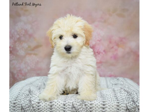 Havapoo-Dog-Male-Cream-23202-Petland Fort Myers, Florida