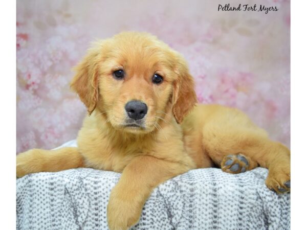 Golden Retriever Dog Female Golden 23201 Petland Fort Myers, Florida