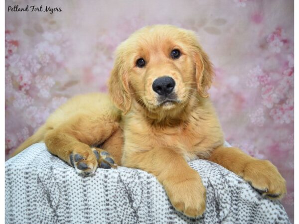 Golden Retriever Dog Male Golden 23200 Petland Fort Myers, Florida